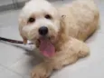 Bob