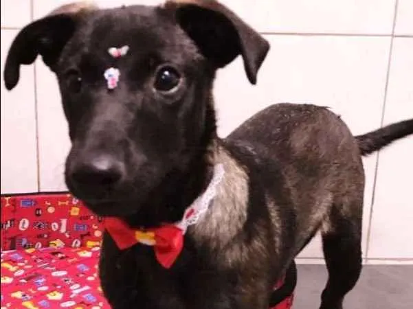 Cachorro ra a SRD idade 2 a 6 meses nome LADY