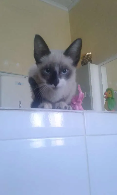 Gato ra a mestiço siames idade 2 a 6 meses nome cazuza