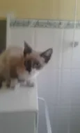 cazuza