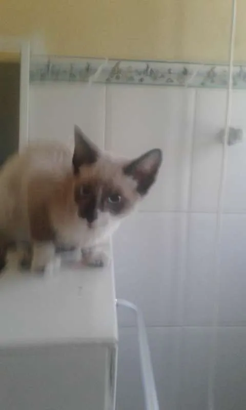 Gato ra a mestiço siames idade 2 a 6 meses nome cazuza
