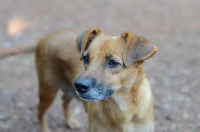 Cachorro ra a SRD idade 3 anos nome PRINCESA