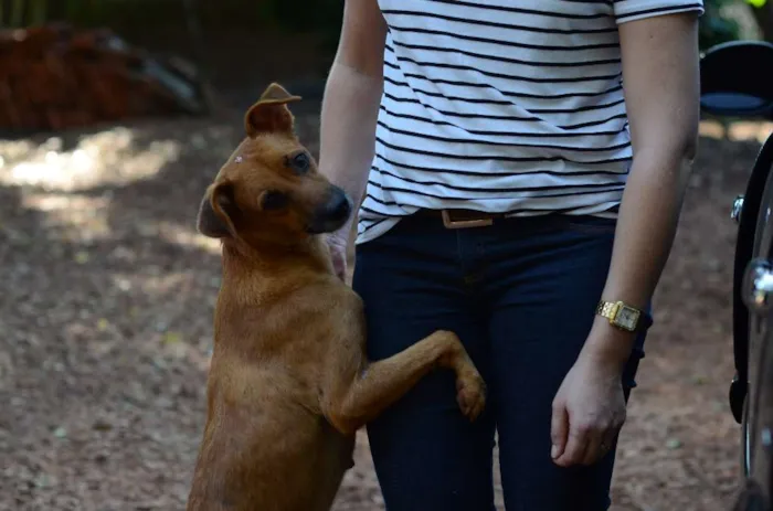 Cachorro ra a SRD idade 3 anos nome PRINCESA
