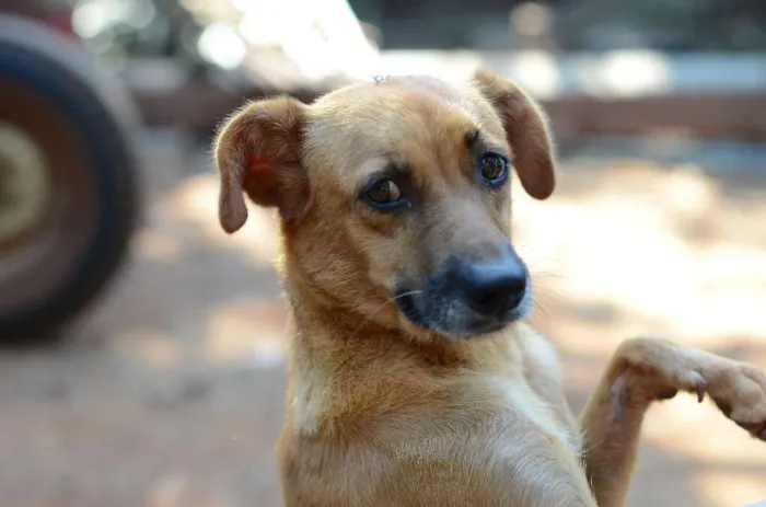 Cachorro ra a SRD idade 3 anos nome PRINCESA