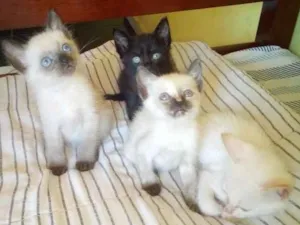 Gato raça  idade Abaixo de 2 meses nome Não tem nome