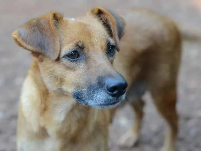 Cachorro ra a SRD idade 3 anos nome PRINCESA