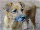 Cachorro raça SRD idade 3 anos nome PRINCESA