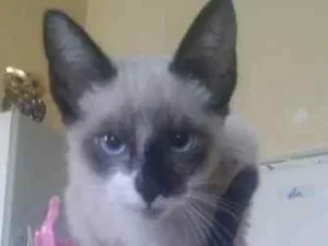 Gato raça mestiço siames idade 2 a 6 meses nome cazuza