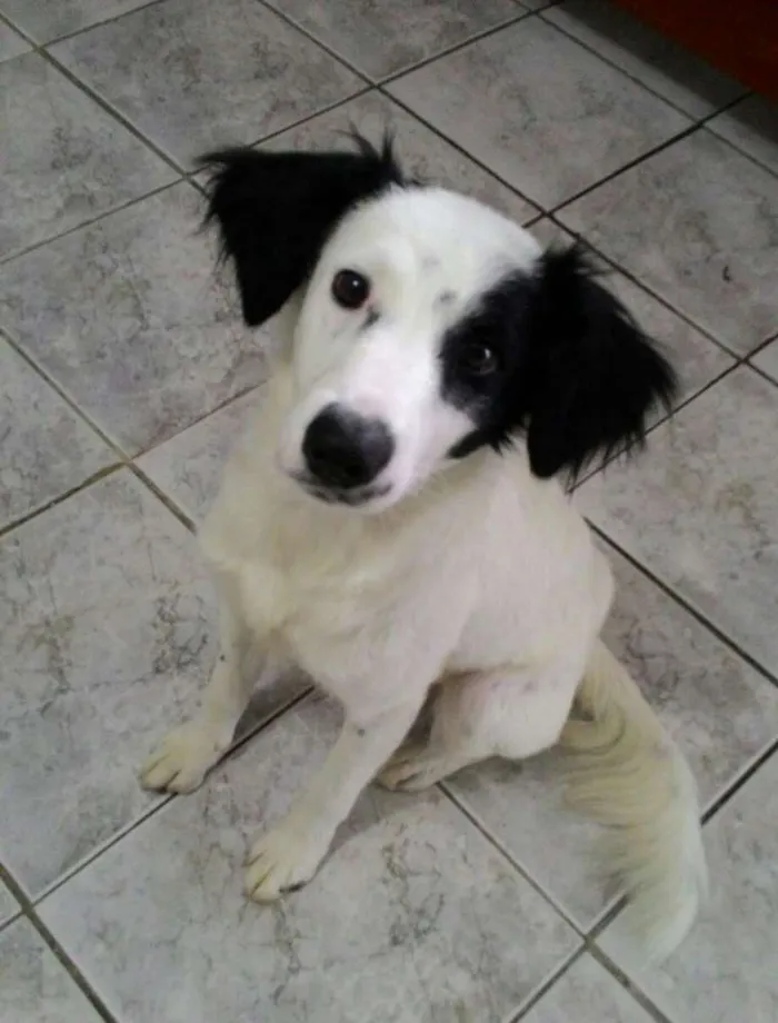 Cachorro ra a Srd idade 7 a 11 meses nome Max
