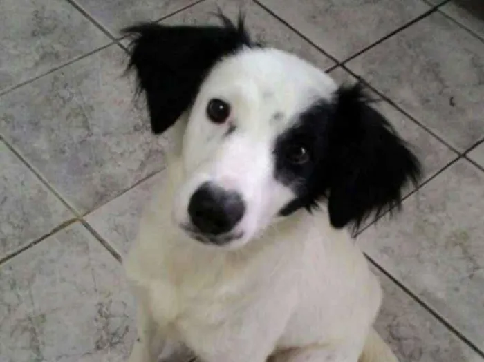 Cachorro ra a Srd idade 7 a 11 meses nome Max