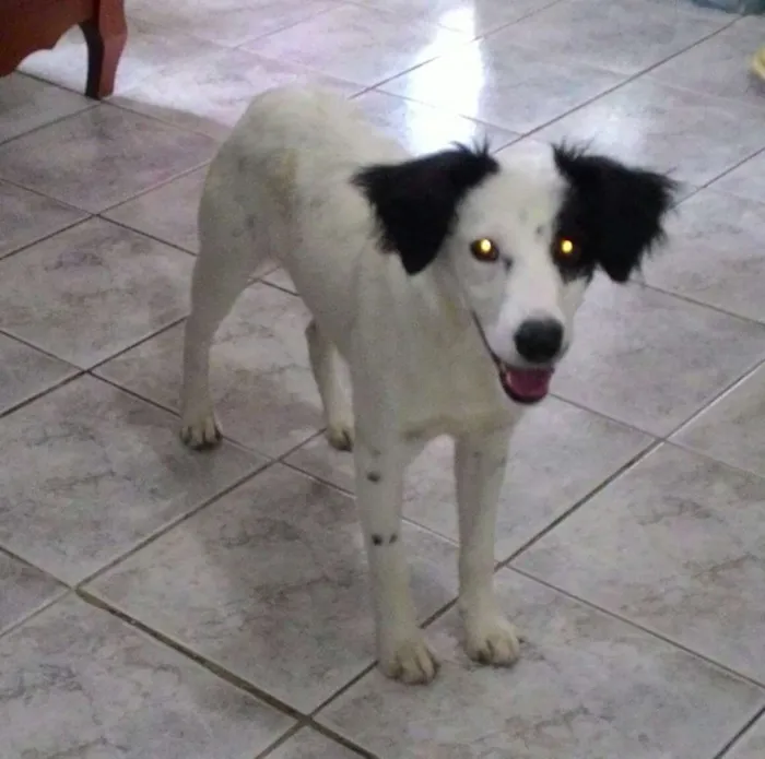 Cachorro ra a Srd idade 7 a 11 meses nome Max