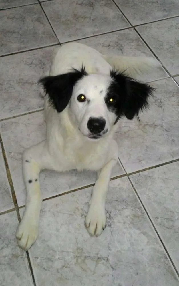 Cachorro ra a Srd idade 7 a 11 meses nome Max