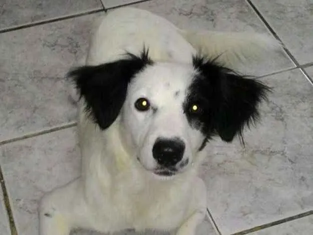 Cachorro ra a Srd idade 7 a 11 meses nome Max