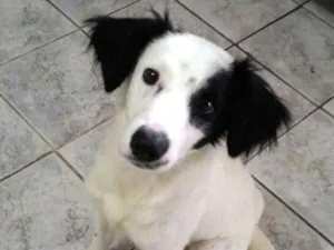 Cachorro raça Srd idade 7 a 11 meses nome Max