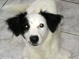 Cachorro raça Srd idade 7 a 11 meses nome Max