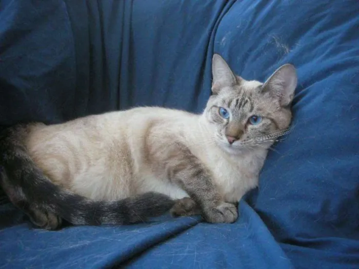 Gato raça Siamês idade 1 ano nome Nino