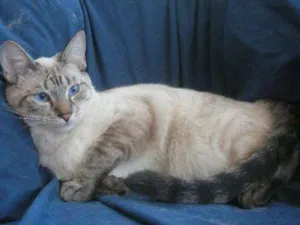 Gato raça Siamês idade 1 ano nome Nino