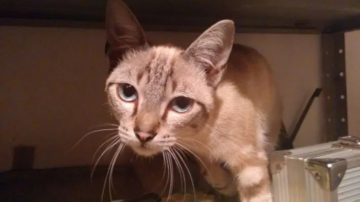 Gato ra a SRD idade 7 a 11 meses nome Menininho