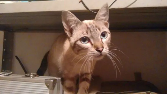 Gato ra a SRD idade 7 a 11 meses nome Menininho