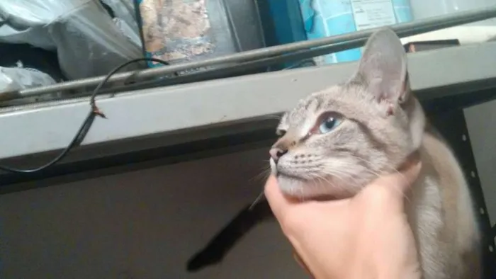 Gato ra a SRD idade 7 a 11 meses nome Menininho