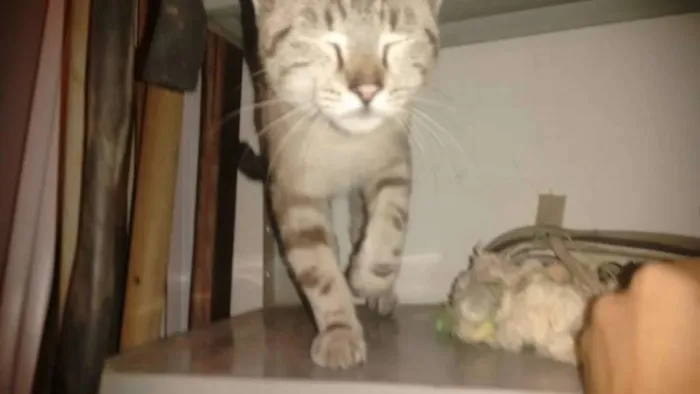 Gato ra a SRD idade 7 a 11 meses nome Menininho