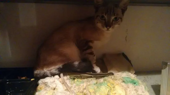 Gato ra a SRD idade 7 a 11 meses nome Menininho