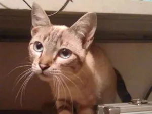 Gato raça SRD idade 7 a 11 meses nome Menininho