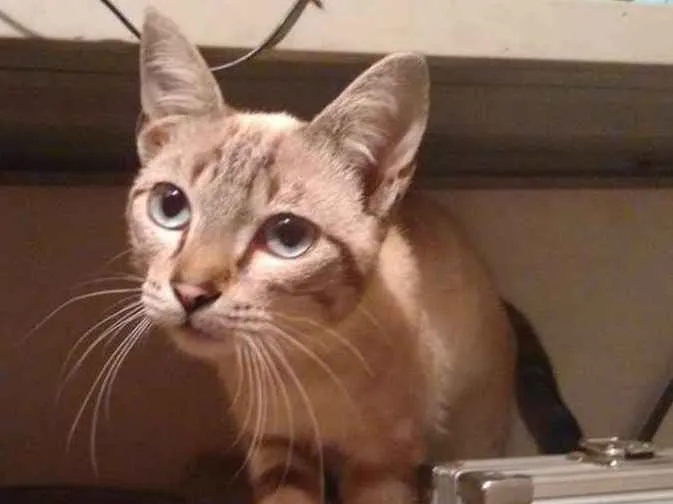 Gato ra a SRD idade 7 a 11 meses nome Menininho