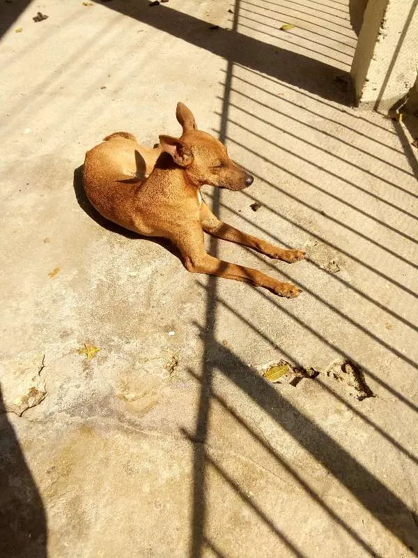 Cachorro ra a Sem raça definida idade 2 anos nome Princesa