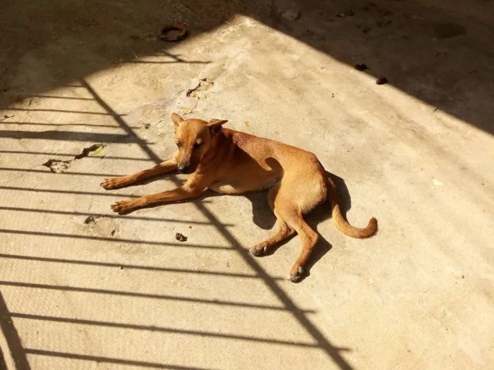 Cachorro ra a Sem raça definida idade 2 anos nome Princesa