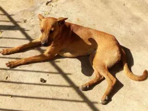 Cachorro raça Sem raça definida idade 2 anos nome Princesa