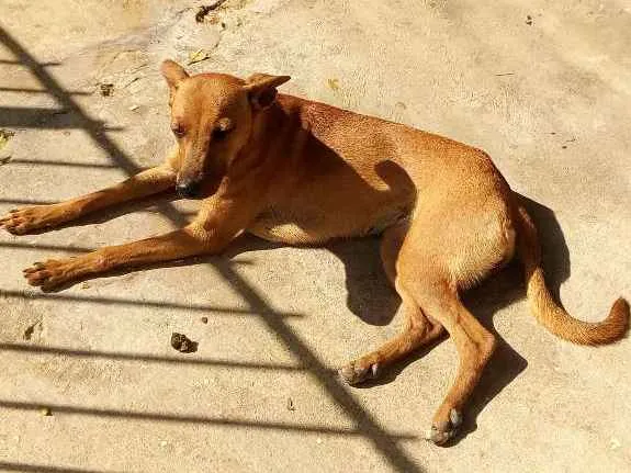 Cachorro ra a Sem raça definida idade 2 anos nome Princesa