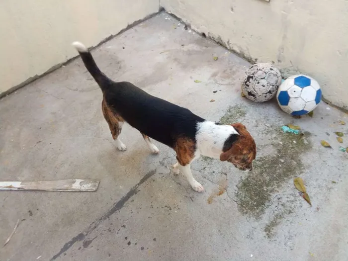 Cachorro ra a Sem raça definida idade 7 a 11 meses nome Maria