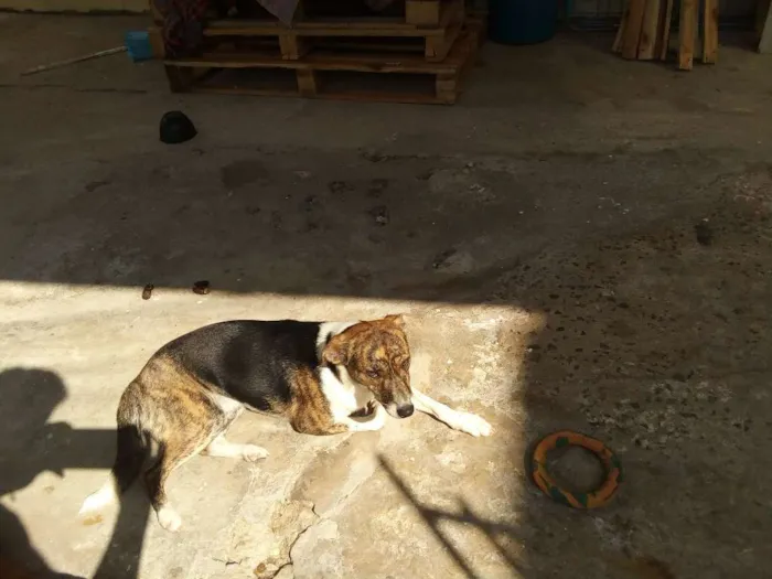 Cachorro ra a Sem raça definida idade 7 a 11 meses nome Maria