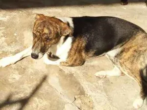 Cachorro raça Sem raça definida idade 7 a 11 meses nome Maria