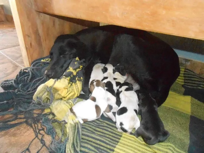 Cachorro ra a SRD idade Abaixo de 2 meses nome sem nome