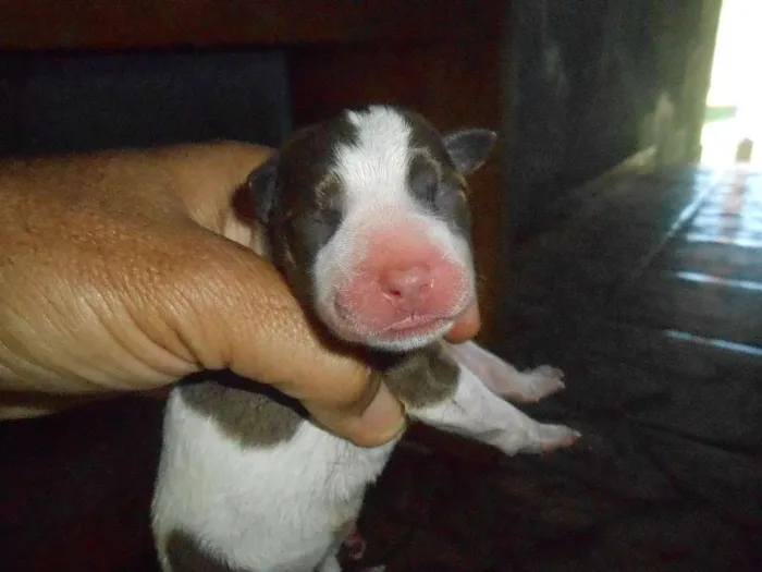 Cachorro ra a SRD idade Abaixo de 2 meses nome sem nome