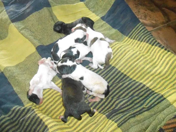 Cachorro ra a SRD idade Abaixo de 2 meses nome sem nome