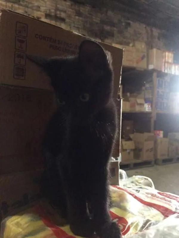 Gato ra a SRD idade 2 a 6 meses nome sem nome