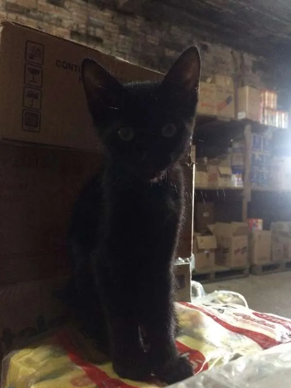 Gato ra a SRD idade 2 a 6 meses nome sem nome