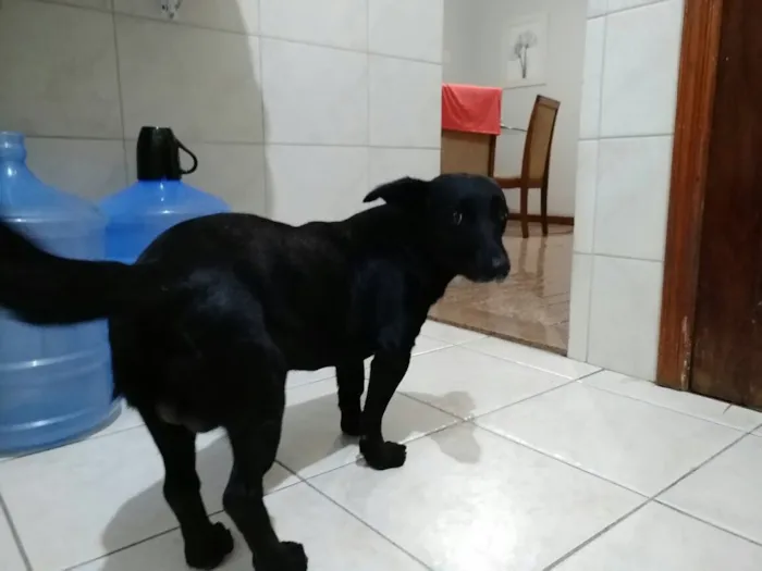 Cachorro ra a SRD idade 1 ano nome Duque