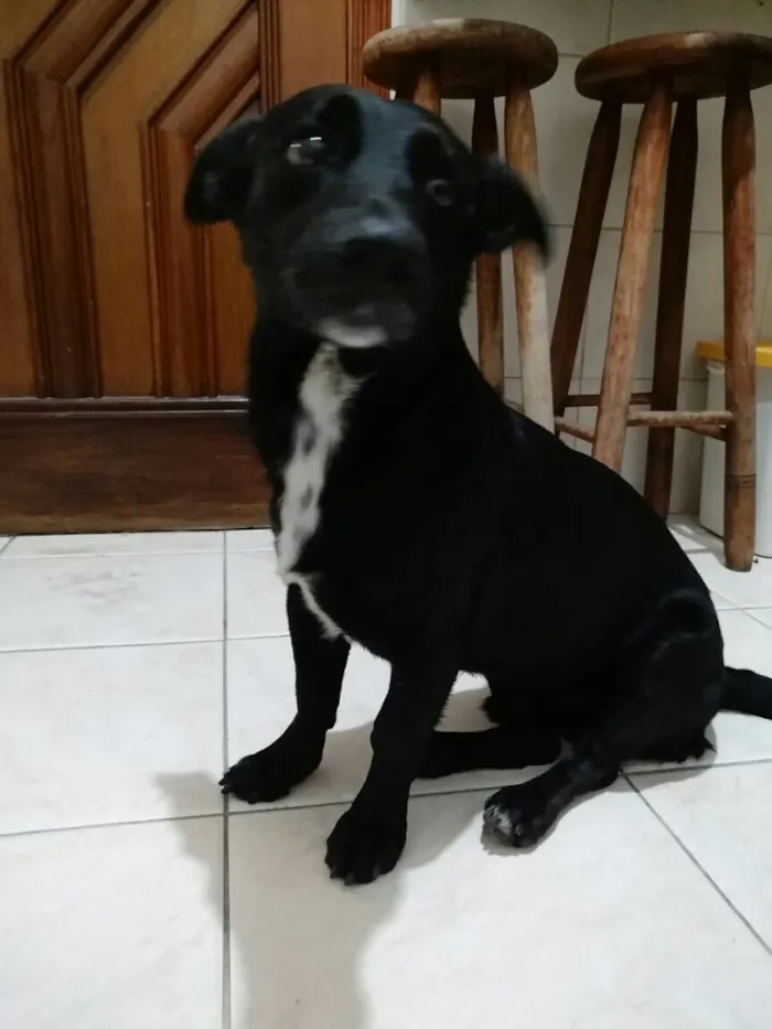 Cachorro ra a SRD idade 1 ano nome Duque