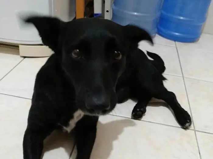 Cachorro ra a SRD idade 1 ano nome Duque