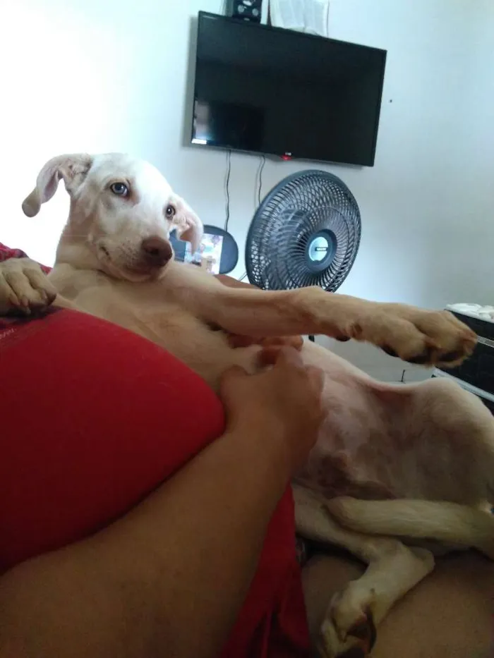 Cachorro ra a Labrador com vira-lata idade 7 a 11 meses nome Josué