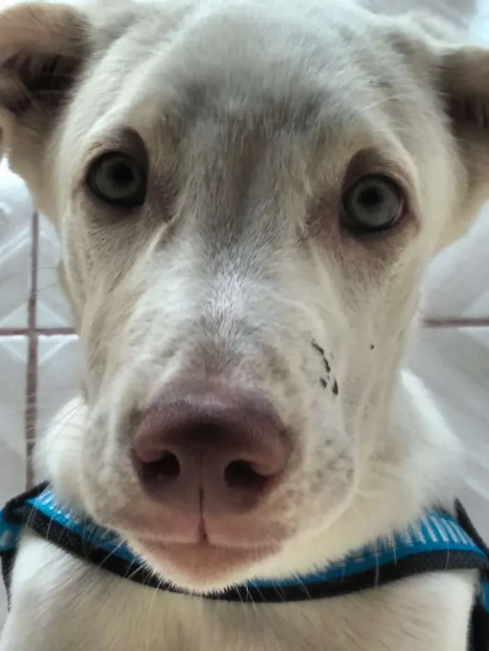 Cachorro ra a Labrador com vira-lata idade 7 a 11 meses nome Josué