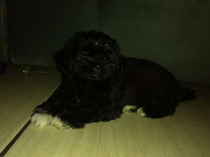 Cachorro ra a Poddle idade 2 a 6 meses nome Nina