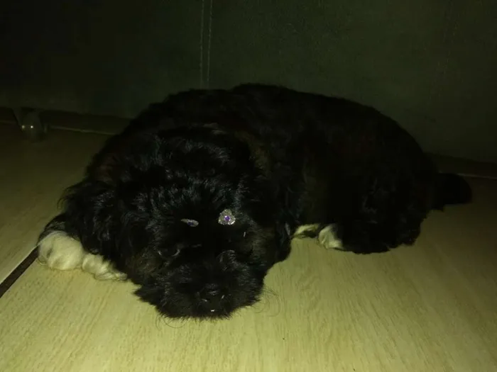 Cachorro ra a Poddle idade 2 a 6 meses nome Nina