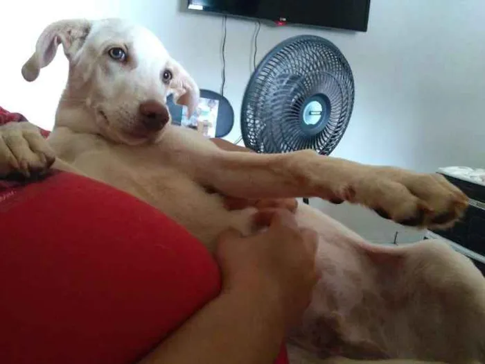 Cachorro ra a Labrador com vira-lata idade 7 a 11 meses nome Josué