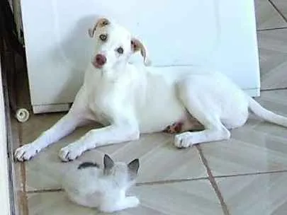 Cachorro ra a Labrador com vira-lata idade 7 a 11 meses nome Josué