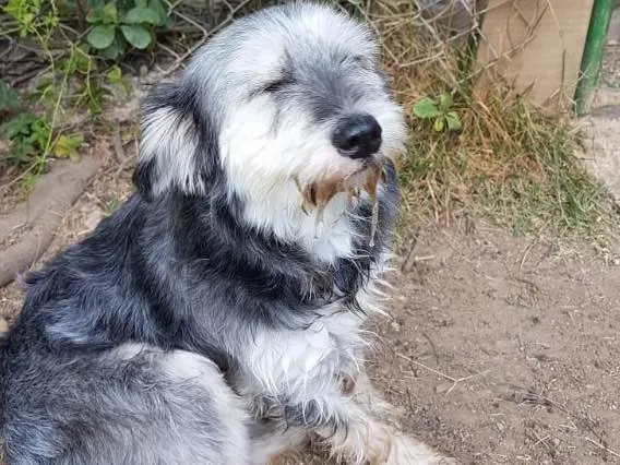 Cachorro ra a Srd  idade 2 anos nome Vitória 